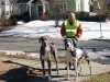 bruce-with-danes