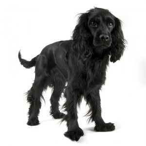 shutterstock_28173622 dog boarding